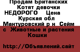 Продам Британских Котят девочки.НЕДОРОГО. › Цена ­ 1 - Курская обл., Мантуровский р-н, Сейм с. Животные и растения » Кошки   